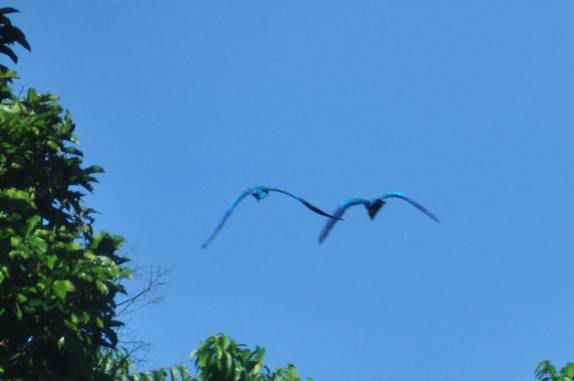 Um lindo casal de araras coloridas na BR-319, a rodovia que liga Manaus à Porto Velho
